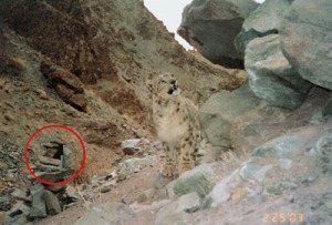 Camera trap. Photo Snow Leopard Conservancy